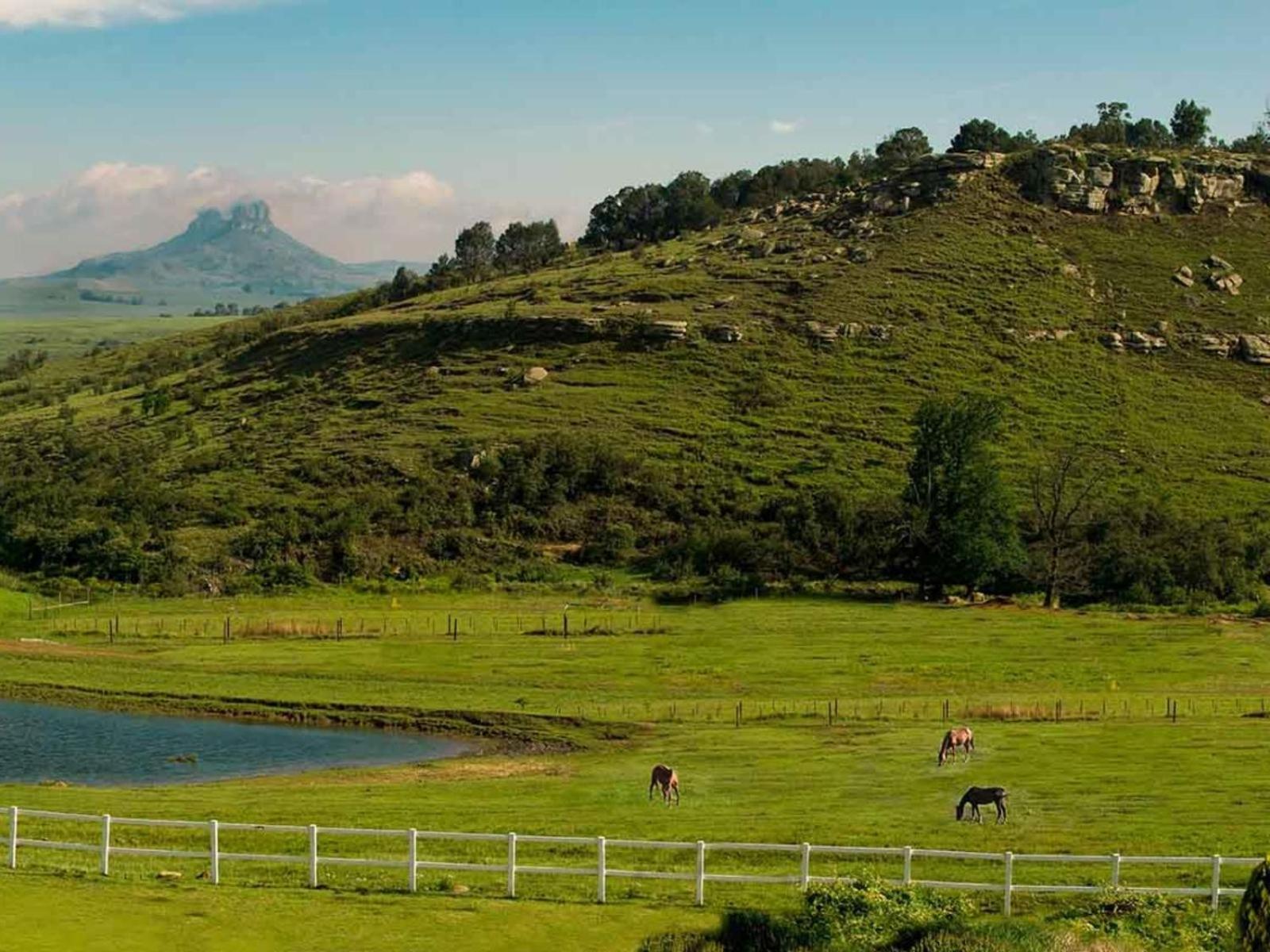 Oaklands Farm Stay Van Reenen Esterno foto