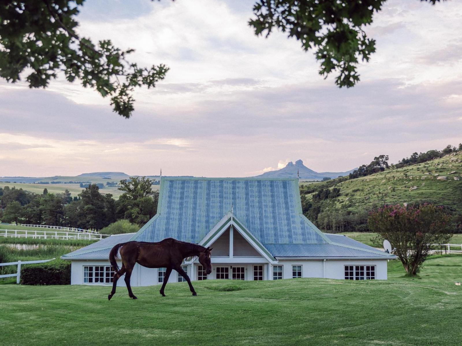Oaklands Farm Stay Van Reenen Esterno foto